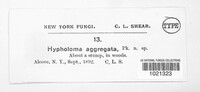 Hypholoma aggregatum image